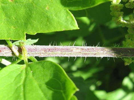 Stinging Nettle (Urtica dioica spp. holosericea)