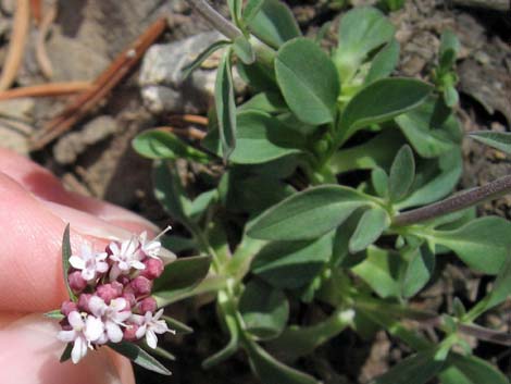 Coville's Dwarf Sand Verbena (Abronia nana var. covillei)