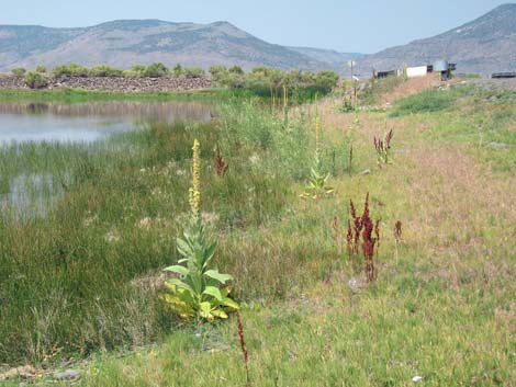 Common Mullein (Verbascum thapsus)