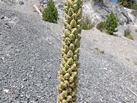 Common Mullein (Verbascum thapsus)