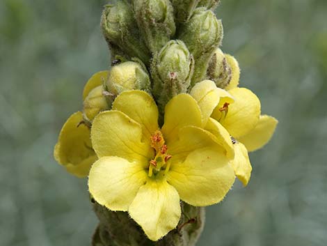 Common Mullein (Verbascum thapsus)