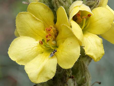 Common Mullein (Verbascum thapsus)