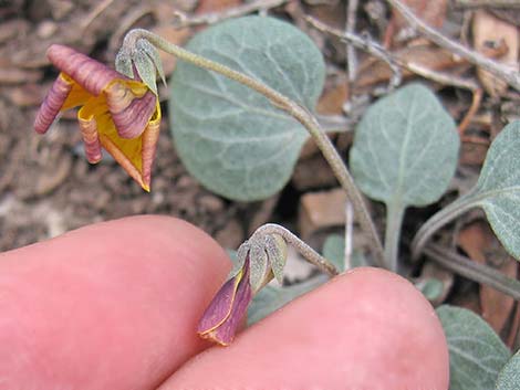 Charleston Mountain Violet (Viola charlestonensis)