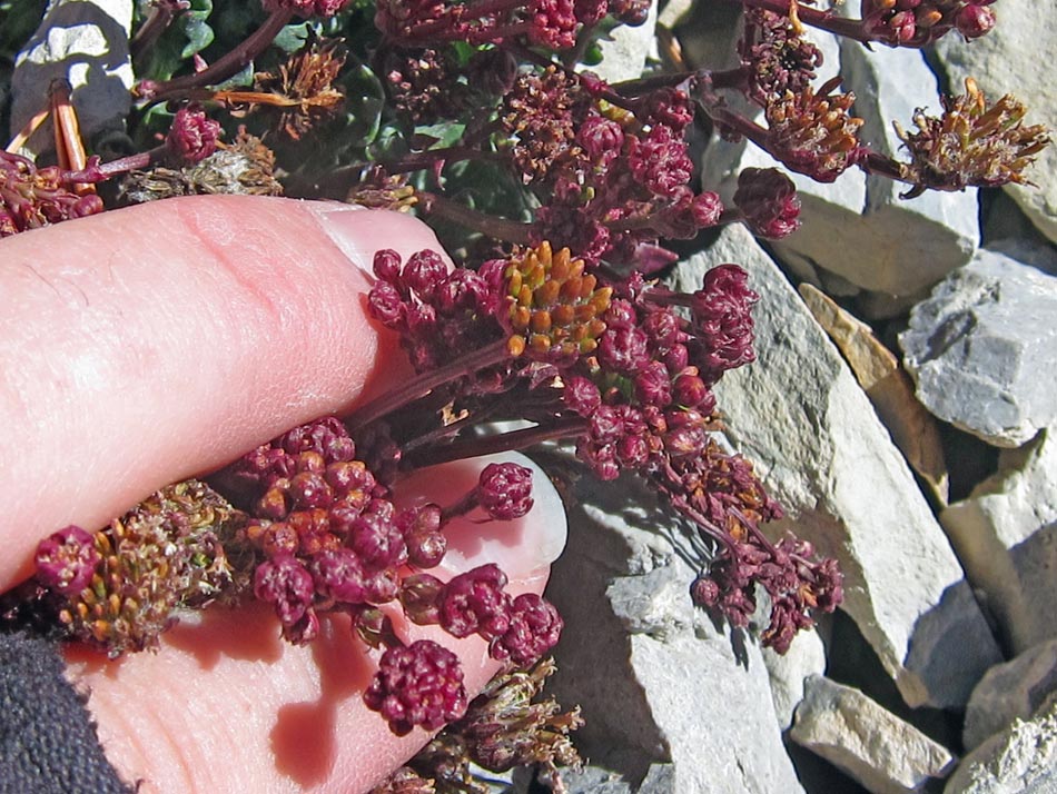 Unidentified Aster