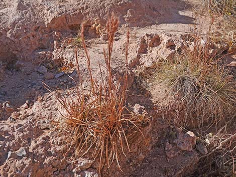 Southwestern Bushy Bluestem (Andropogon eremicus)