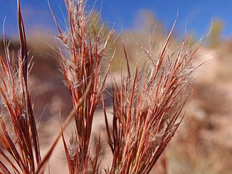 Southwestern Bushy Bluestem (Andropogon eremicus)