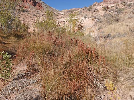 Southwestern Bushy Bluestem (Andropogon eremicus)