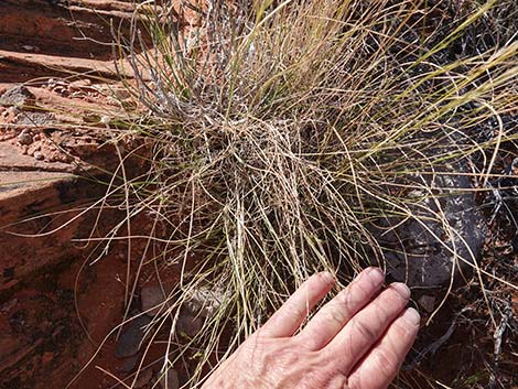 Purple Threeawn (Aristida purpurea)