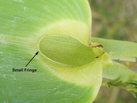 Giant Reed (Arundo donax)