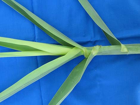 Giant Reed (Arundo donax)