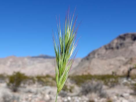 Red Brome Grass (Bromus rubens)