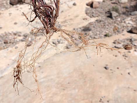 Red Brome Grass (Bromus rubens)