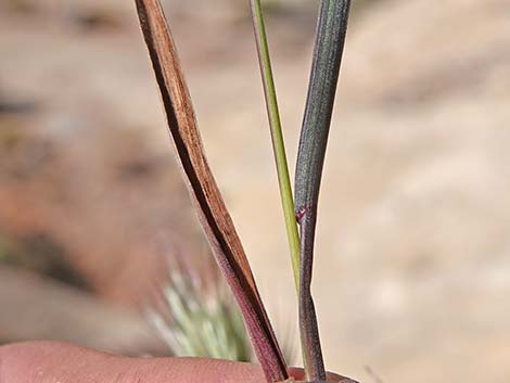 Red Brome Grass (Bromus rubens)