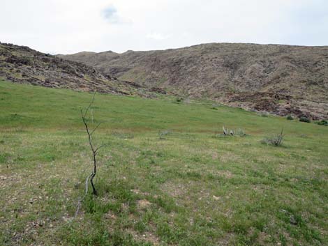 Red Brome Grass (Bromus rubens)