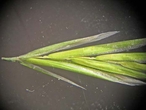 Red Brome Grass (Bromus rubens)