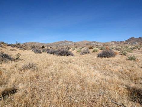 Cheatgrass (Bromus tectorum)