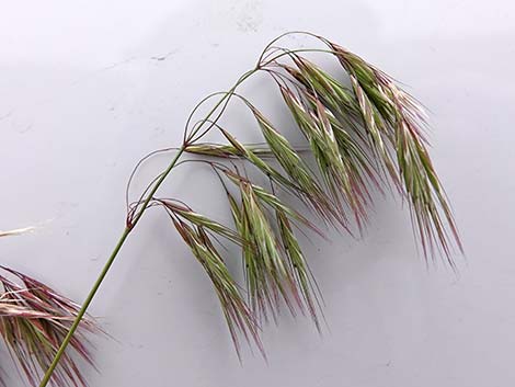 Cheatgrass (Bromus tectorum)