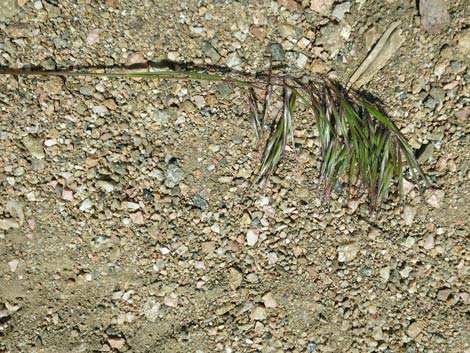 Cheatgrass (Bromus tectorum)