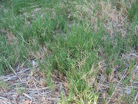 Bermudagrass (Cynodon dactylon)