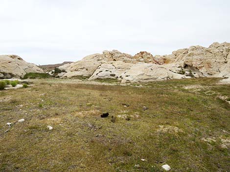 Bermudagrass (Cynodon dactylon)