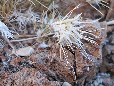 Fluffgrass (Dasyochloa pulchella)