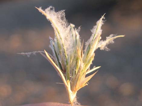 Fluffgrass (Dasyochloa pulchella)