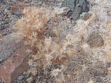 Fluffgrass (Dasyochloa pulchella)