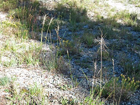 Squirreltail (Elymus elymoides)