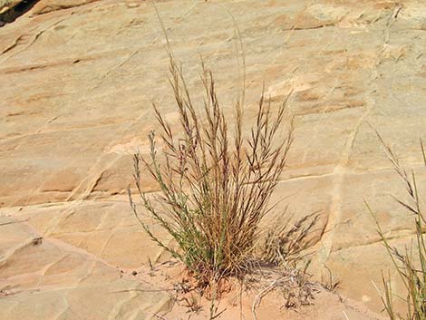 Squirreltail (Elymus elymoides)