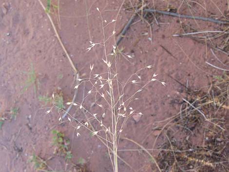 Sand Ricegrass (Achnatherum hymenoides)