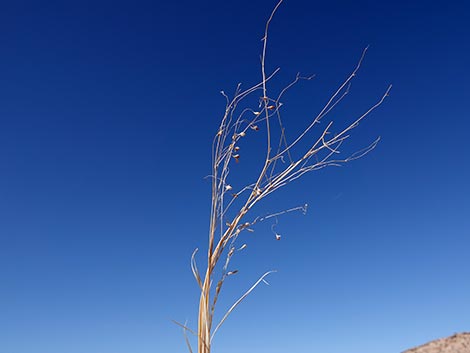 Sand Ricegrass (Achnatherum hymenoides)