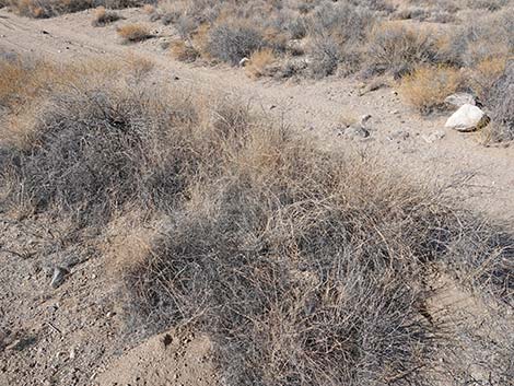 Bush Muhly Grass (Muhlenbergia porteri)