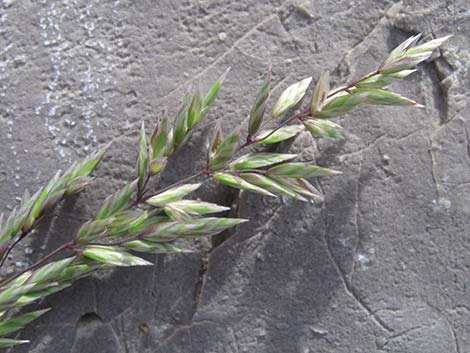 Desert Needlegrass (Achnatherum speciosum)