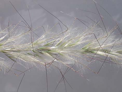 Desert Needlegrass (Achnatherum speciosum)