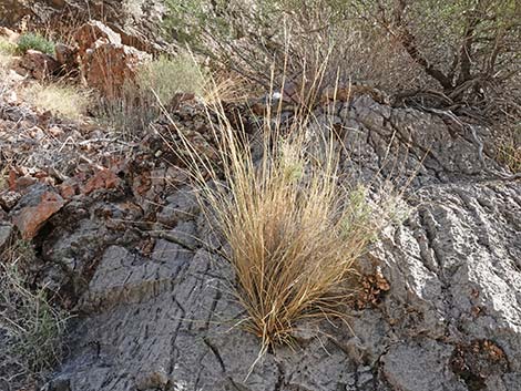 Desert Needlegrass (Achnatherum speciosum)