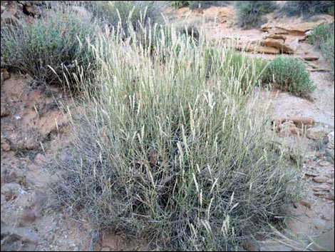 Big Galleta Grass (Hilaria rigida)