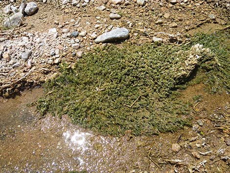 Stonewort (Chara spp.)