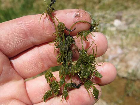 Stonewort (Chara spp.)