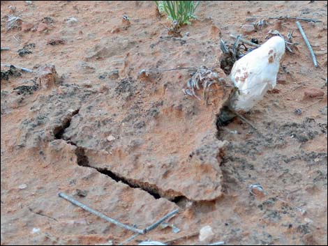 Desert Shaggy Mane Mushroom (Podaxis pistillaris)