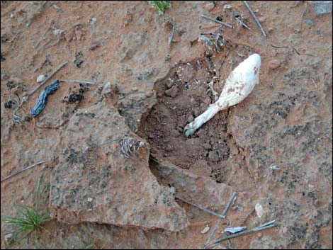 Desert Shaggy Mane Mushroom (Podaxis pistillaris)