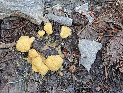 slime mold