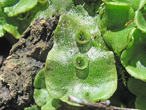 thallose liverwort