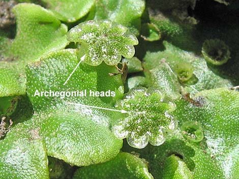 thallose liverwort