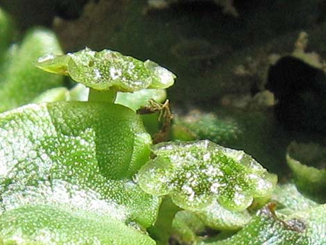 thallose liverwort