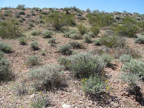 Shockley's Goldenhead (Acamptopappus shockleyi)