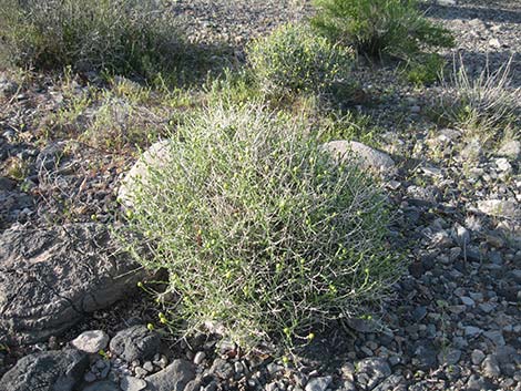 Shockley's Goldenhead (Acamptopappus shockleyi)