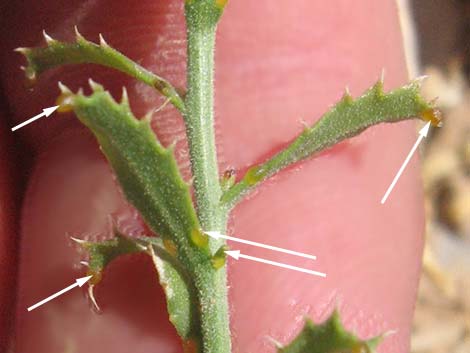 Cooper's Dogweed (Adenophyllum cooperi)