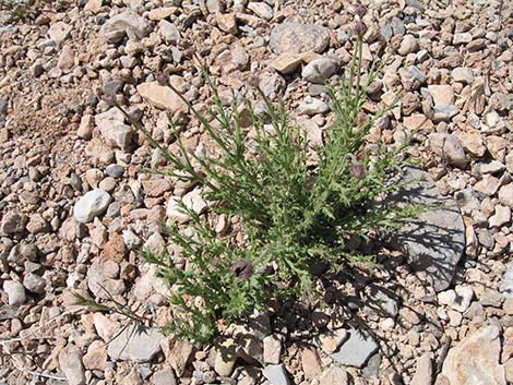 Cooper's Dogweed (Adenophyllum cooperi)