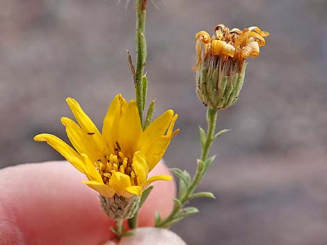 Cooper's Dogweed (Adenophyllum cooperi)