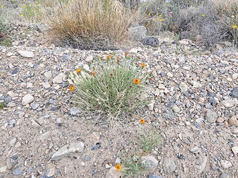 Cooper's Dogweed (Adenophyllum cooperi)